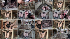 Greyhound Gets Electric Toes | Download from Files Monster