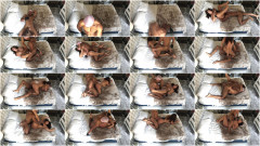 Coco Rains with Sir Neptune Intimate pleasures | Download from Files Monster